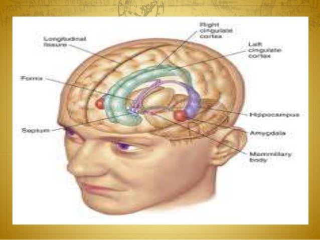 limbic system pdf Term papers limbic system